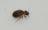 Lepinotus sp.